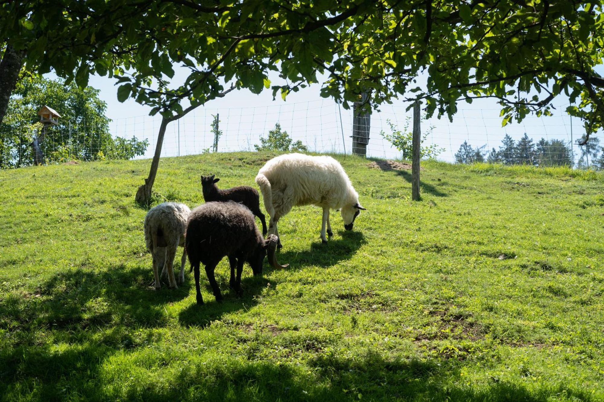 Horse Farm Holiday Pr' Kolenc Zgornje Gorje Exterior photo